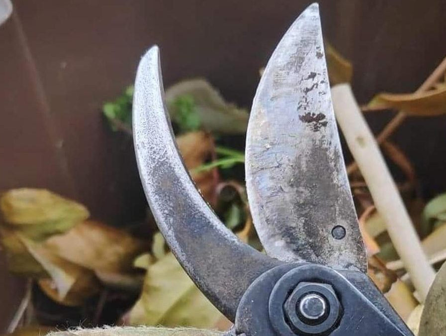 Secateurs Guide: Choosing the Right Pair for the Job