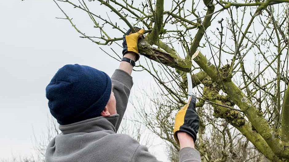 What to Prune in Winter: A Complete Guide for Healthier Plants
