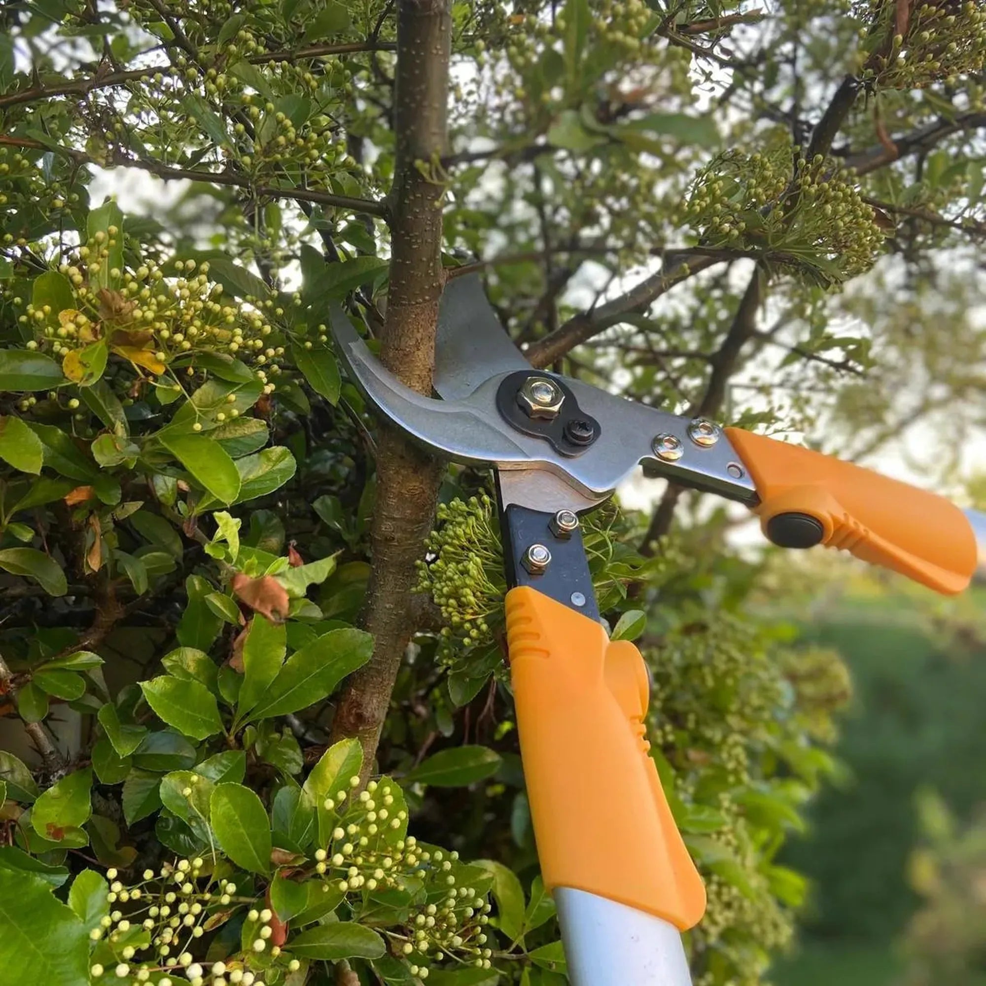 Leyat Professional Pro Loppers (60cm)