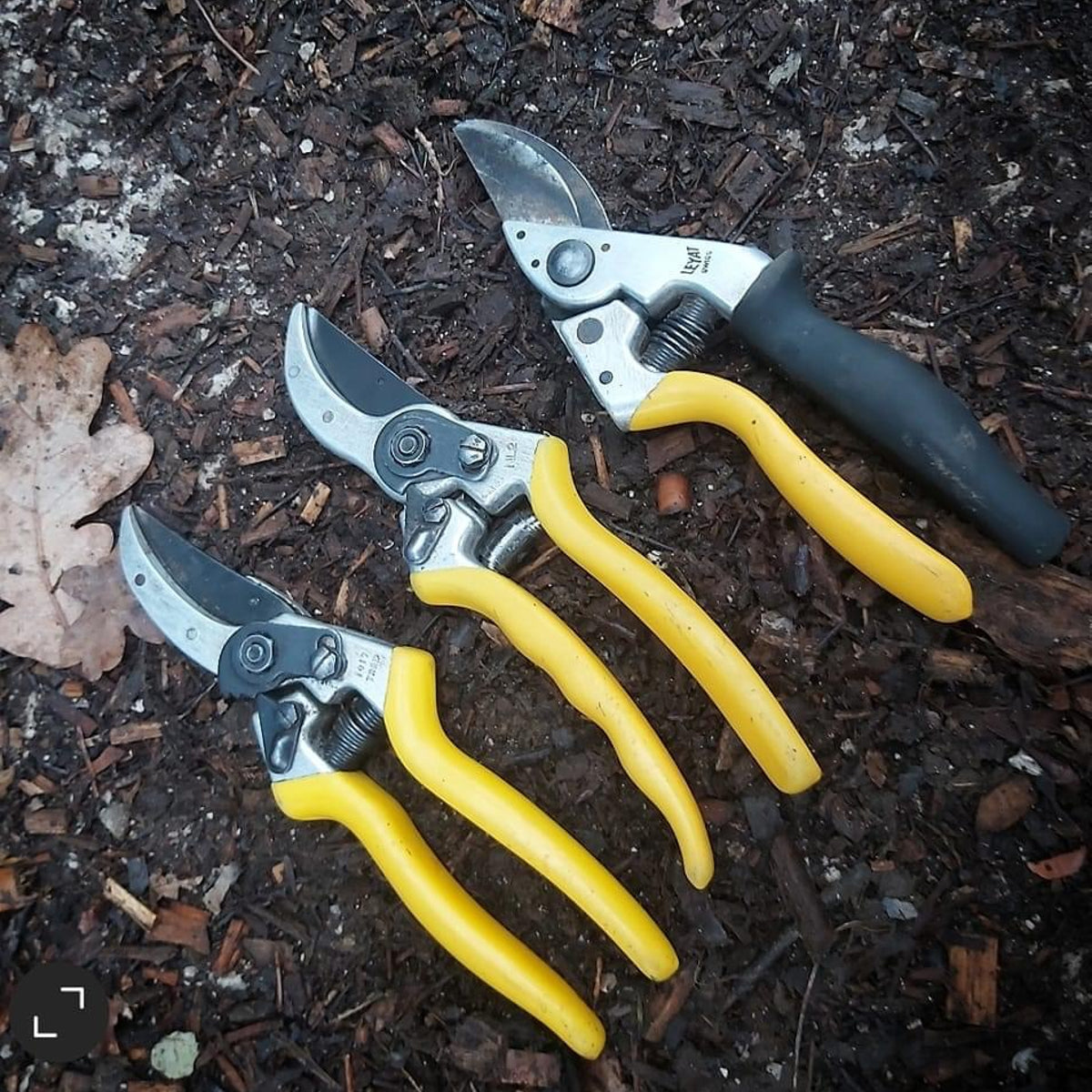 Three pairs of garden pruners on a mulched surface