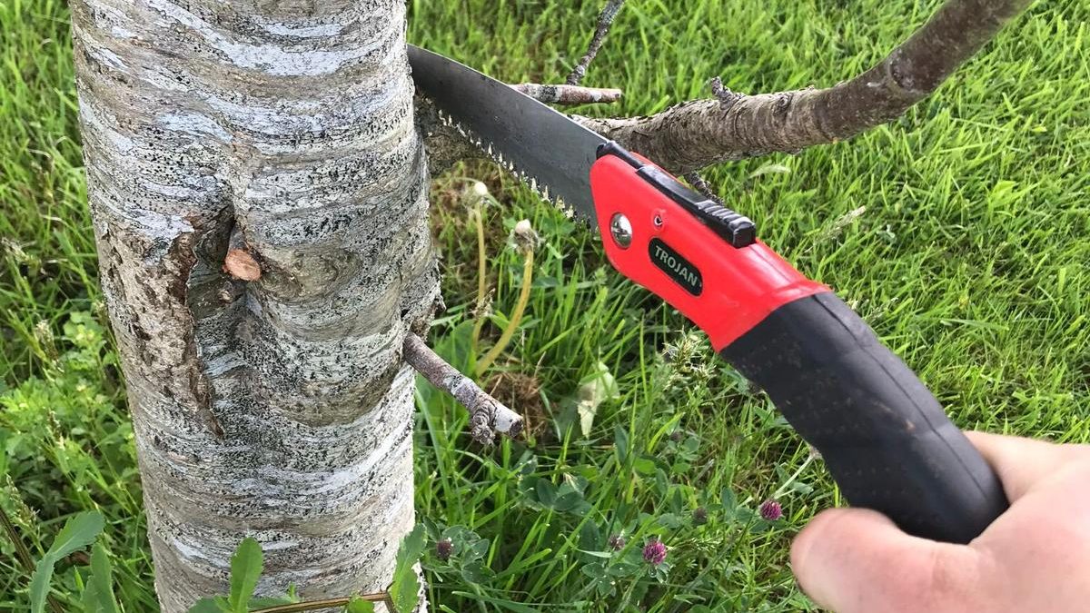 What to prune in spring