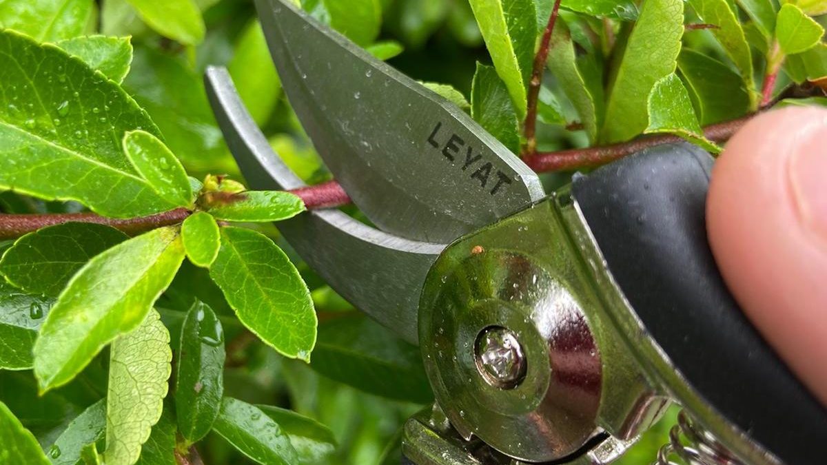 What to prune in autumn
