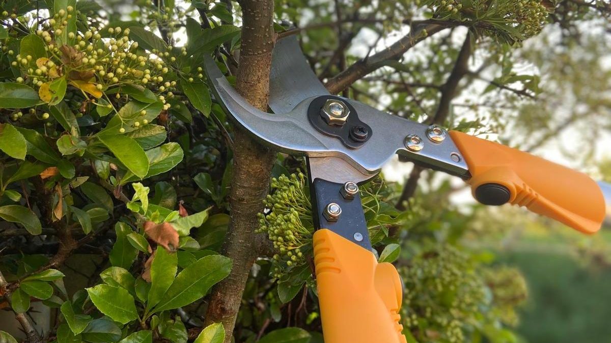 Leyat Professional Pro Loppers (60cm) Action Prune in Summer
